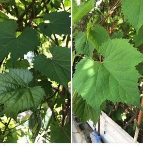 Meet your Posher, Maya